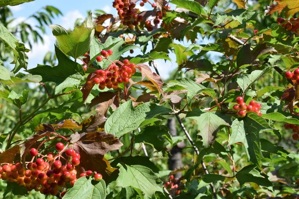 Frutas Viburnum Suculentas Vermelhas Brunch Bagas Viburno Vermelhas Ramo Jardim — Fotografia de Stock