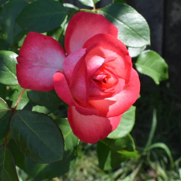 Hermosa Rosa Roja Blanca Bush Jardín Verano — Foto de Stock