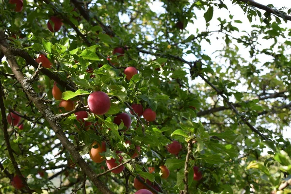 Plum Tree Fruit Closeup Delicious Ripe Plums Tree Branch Garden — Stock Photo, Image