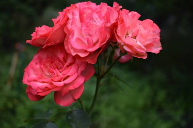 Bahçedeki bulanık, koyu yeşil yapraklı arka planda pembe çalı gülü