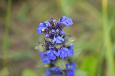 Makro çekimde mavi salvia ayrıntılarını gösteriyor. Salvia pratensis adaçayı çiçekleri, çiçek açan mavi menekşe mor çayır clary bitkileri, yeşil çimen yaprakları. Baharda açan mavi çiçek