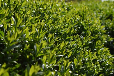 İlk bahar, nazik yapraklar, tomurcuklar ve dallar makro arka plan. Güzel Taze Bahar Doğal arka plan. Güneşli bir gün. Yakından bak. Mavi bulutsuz gökyüzünün üzerinde baharda büyüyen yeşil ağaç yapraklarının makro fotoğrafı.