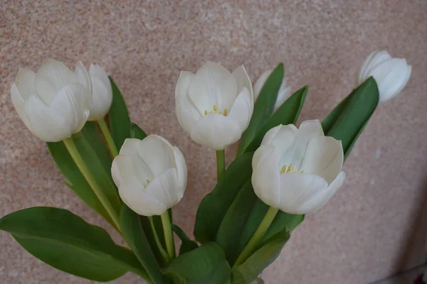 Flowers white tulips close-up against a stucco wall. Bouqet of White tulips. Shallow DOF, focus on the tulips in front.