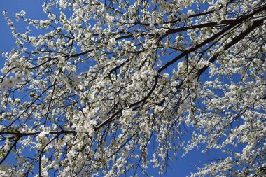 Mavi arka planı olan bahar çiçekleri, bulutsuz. Mavi Gökyüzü Arkaplanı 'nda Çiçek açan Güzel Kiraz Ağacı