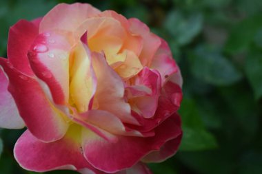 Floribunda, Rose, asil gül. Sarı, Kırmızı ve Turuncu Gül bitkileri. Çiçek değiştiren renkli bir bitki. İnanılmaz bir kombinasyonu olan çok renkli güller. Kırmızı, sarı.