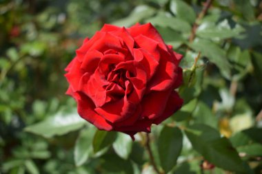 Kocaman kırmızı bir gül. Koyu kırmızı renk. Tomurcuklu büyük güzel kırmızı gül çiçeği. Hassas gül yaprakları makro arka plan. Bokeh doğa bitki bahçeli güzel büyük kırmızı bir gül..