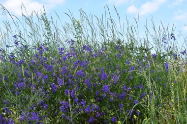 Yazın yabani çiçek otlağı. Arka planda gökyüzü olan yabani çiçek çayırı.