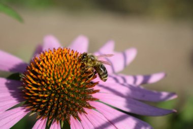 Güzel Pembe ya da Mor Konfeksiyoncuların Detaylı Kapanışı (Echinacea purpurea), Arı Polen Topluyor ve Nektar İçiyor.