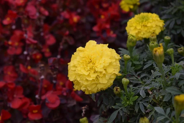 Lecho Flores Con Caléndulas Amarillas Cerca Decoración Macizos Flores Parque —  Fotos de Stock
