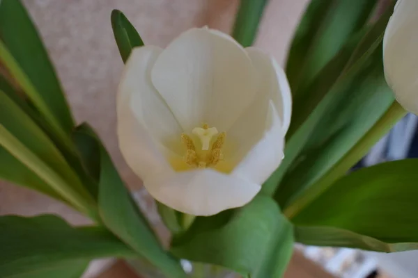 Weiße Tulpe Von Oben Geschenk Zum Frauentag Muttertag Valentinstag Draufsicht — Stockfoto