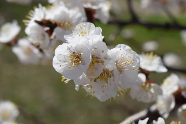 Beautiful Closeup Spring Blossoming Tree Cherry Blossom Spring Soft Focus — Stock Photo, Image