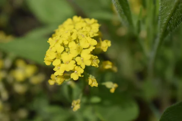 金丝莲 Aurinia Saxatilis 黄花在春季盛开 这种植物常用于高山岩石花园装饰 色泽艳丽 色泽艳丽 山金黄色花朵 — 图库照片