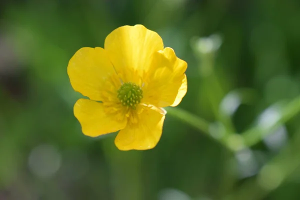 Ranunculus Acris Rét Boglárka Magas Boglárka Óriás Boglárka Közelkép Közös — Stock Fotó