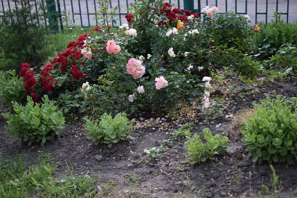 Rosas Rojas Rosas Cerca Cerca Arbustos Rosas Que Florecen Jardín — Foto de Stock