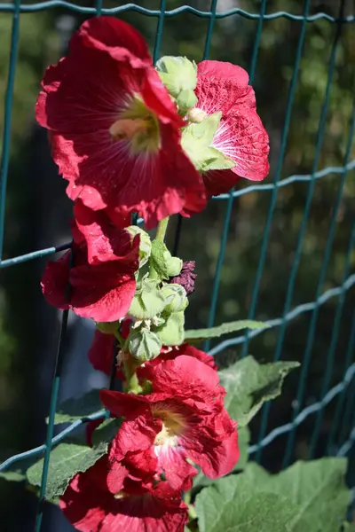 Yeşil Yaprakları Tomurcukları Ile Çiçek Açmış Büyük Kırmızı Narin Çiçekler — Stok fotoğraf