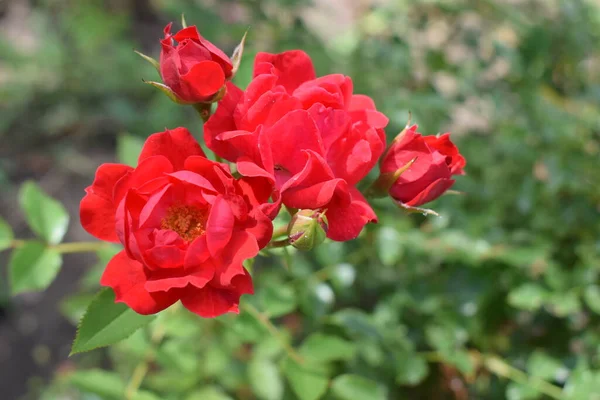 Большая Красная Роза Глубоко Красный Цвет Большой Красивый Цветок Красной — стоковое фото