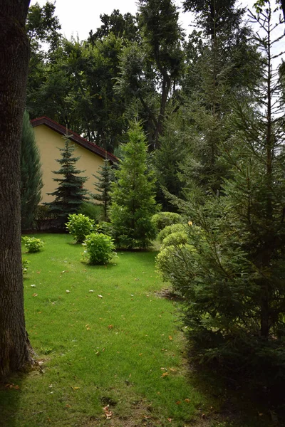 Blick Auf Einen Schönen Garten Sommer Landschaftspflege Mit Hellgrünem Rasen — Stockfoto
