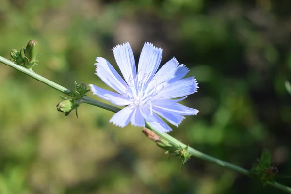 Las Flores Comunes Achicoria Cichorium Intybus Comúnmente Llamadas Marineros Azules — Foto de Stock