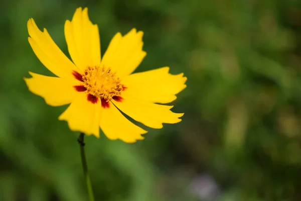 Hermosas Flores Amarillas Coreopsis Lanceolata Tomado Principios Del Verano Flores —  Fotos de Stock