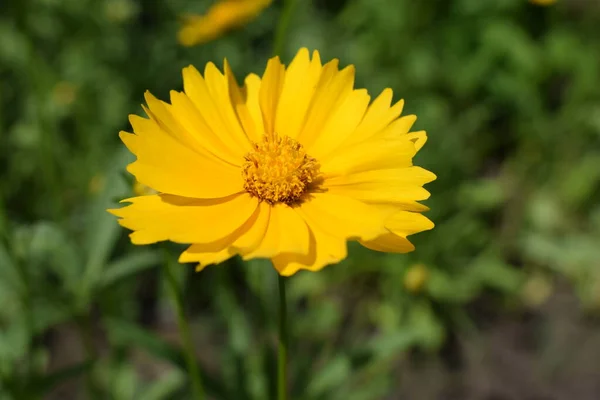 Hermosas Flores Amarillas Coreopsis Lanceolata Tomado Principios Del Verano Flores —  Fotos de Stock