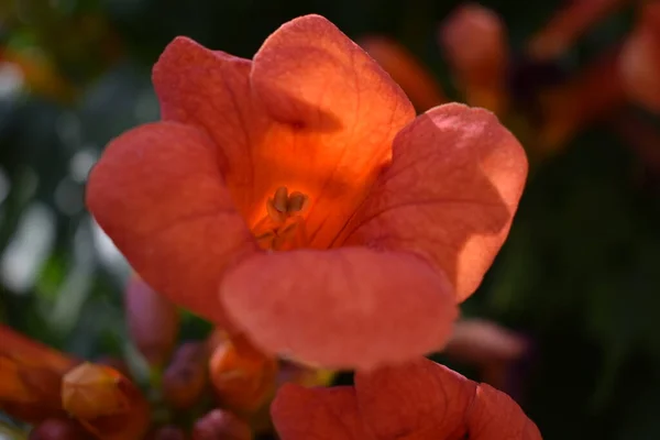 Belles Fleurs Rouges Vigne Trompette Trompette Rampante Campsis Radicans Branche — Photo