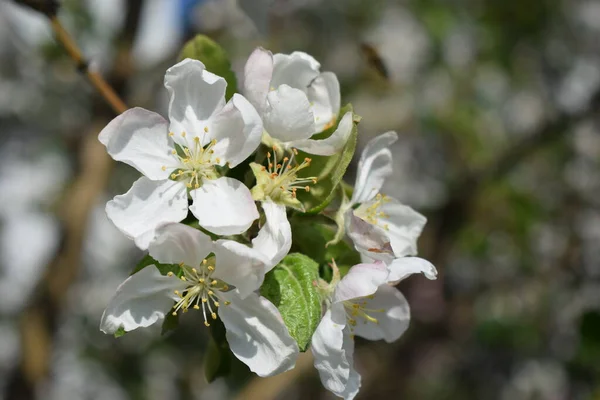 Spring Background Blossom Bokeh Close Spring Cherry Flowers Sakura Petals — Stock Photo, Image