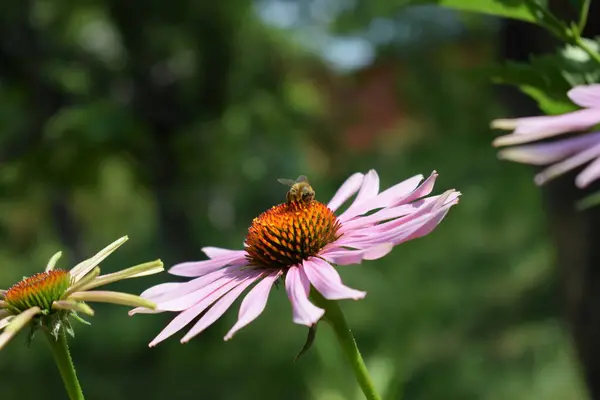 아름다운 분홍빛이나 보라색 재배자들 꿀벌모으기 마시는 — 스톡 사진
