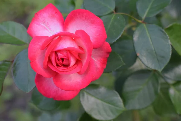 美丽的红白相间的玫瑰在夏日的花园里 — 图库照片