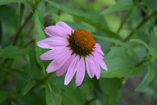 Paarse Bloem Echinacea Purpurea Tuin Botanische Achtergrond Mooie Roze Bloemblaadjes — Stockfoto