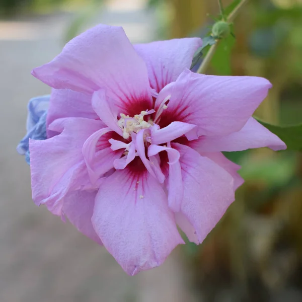 Цветы Godetia Clarkia Pulchella Белый Розовый Летний Сад Изысканные Свежие — стоковое фото