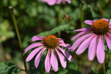 Mor bir coneflower (Echinacea purpurea) üzerindeki tek bir arı. Ekinezya çiçeğiyle uçan bir arı, harika renkler, doğa, biyoloji, zooloji.