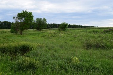 Çayırın arka planında yeşil çimenler, bulutlu bir yaz günü. Çiçekler renkli bir çayırda büyüyor..