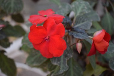 Sabırsız kırmızı çiçekler. Saksıda dekoratif bitkiler. Bilimsel adı Impatiens Walleriana. Pembe, turuncu, beyaz ya da kırmızı çiçekler. Yaz çiçekleri