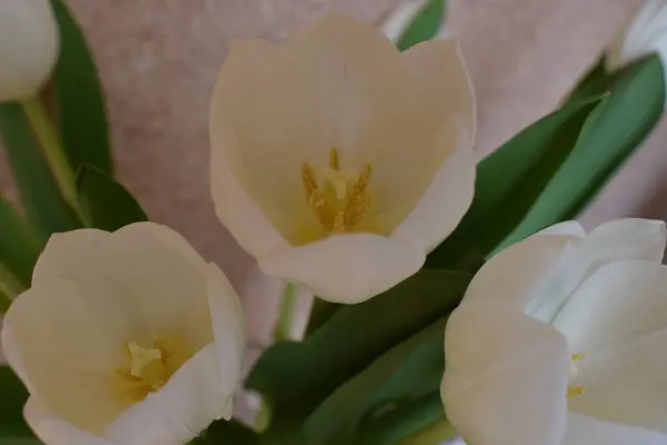 Çiçekler Beyaz Laleler Sıva Duvarına Yakın Çekim Beyaz Lale Buketi — Stok fotoğraf