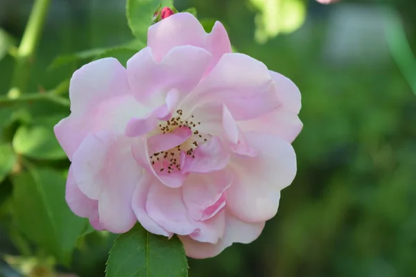 Rosa Colorida Hermosa Delicada Jardín Rosas Rosadas Jardín Con Fondo — Foto de Stock