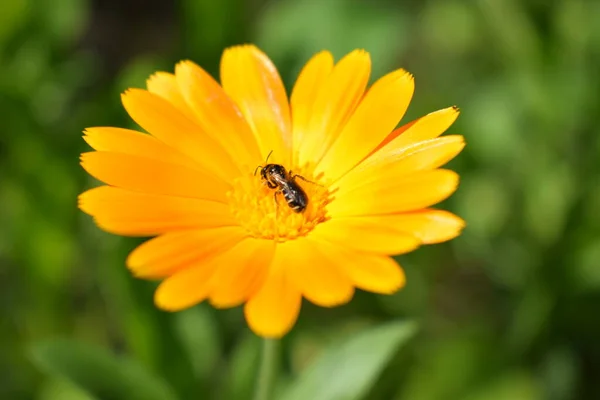 Orange Calendula Flowers Blooming Marigold Flowers Fresh Organic Calendula Marigold — Stock Photo, Image