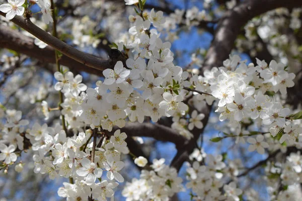 Flores Primavera Branco Sakura Cereja Flor Fundo Céu Azul Sakura — Fotografia de Stock