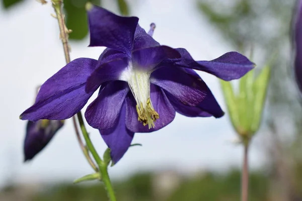 Aconitum Nomes Comuns Aconite Monkshood Lobo Bane Flor Violeta — Fotografia de Stock