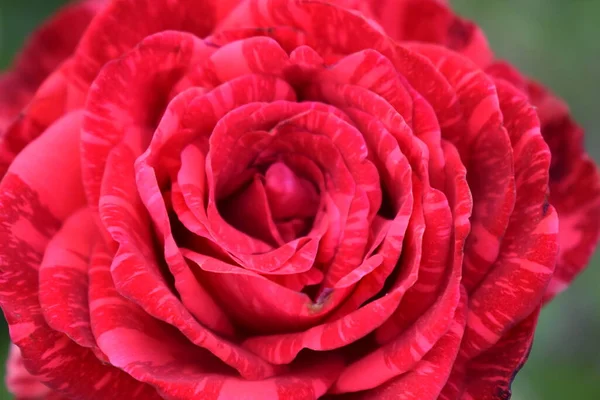 Mármore Vermelho Aumentou Borrifo Com Uma Coloração Mármore Traços Vermelhos — Fotografia de Stock