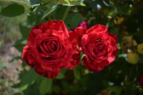 Rosone Marmo Rosso Spruzza Con Una Colorazione Marmo Colpi Rossi — Foto Stock