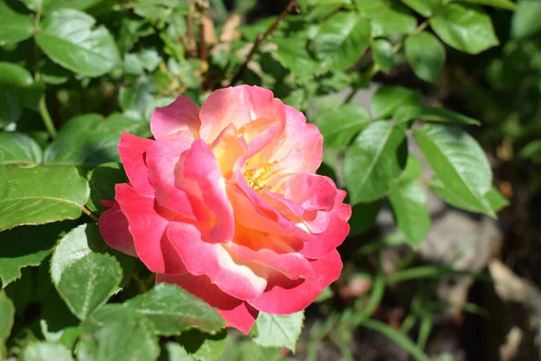 Floribunda Morelowa Pachnąca Kwiatami Kwiaciarnia Średnie Rozmiary Dość Pełne Kwiaty — Zdjęcie stockowe