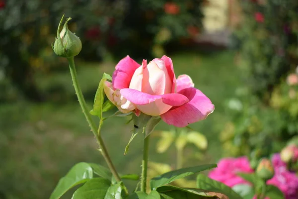 Belle Rose Rouge Blanche Bush Dans Jardin Été — Photo