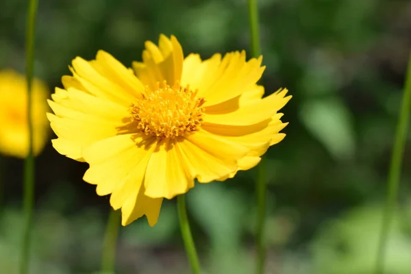 Bellissimi Fiori Gialli Coreopsis Lanceolata Preso All Inizio Dell Estate — Foto Stock