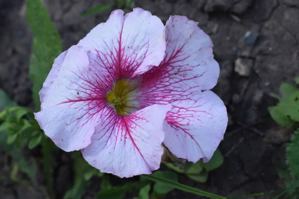 Pink Petunia Flowers Close Петунии Один Самых Популярных Цветов Длительного — стоковое фото
