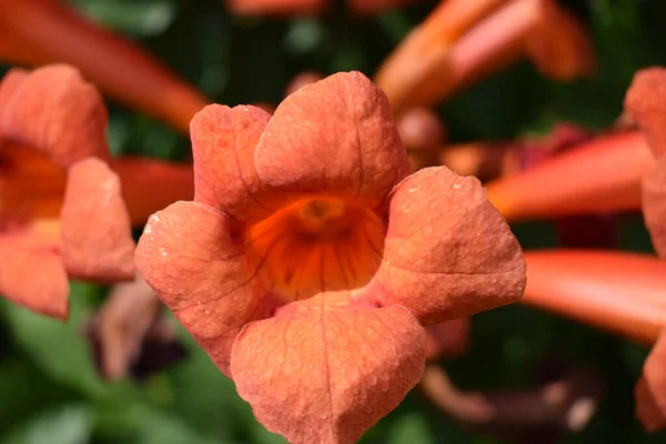 Beautiful Red Flowers Trumpet Vine Trumpet Creeper Campsis Radicans Branch — Stock Photo, Image