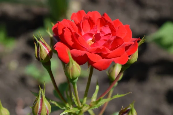 Rosa Vermelha Bonita Com Botões Jardim Cyme Pequenas Flores Vermelhas — Fotografia de Stock