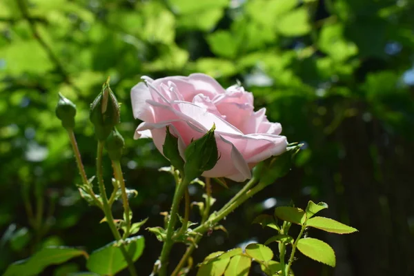 Rosa Ros Blomma Med Knoppar Solen Grön Bakgrund Rosarium Rosa — Stockfoto