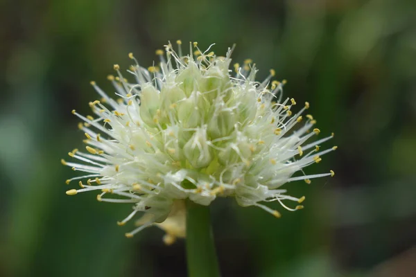 Allium Polyanthum Onions Inflorescence Having Seeds Selective Focus Blooming Onion — Stock Photo, Image