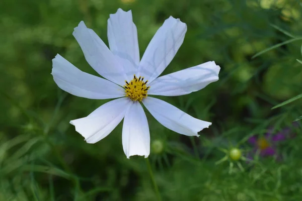 Cosmos Flower Summer Garden Decorative White Blossom Cosmos Bipinnatus Cosmea — Stock Photo, Image