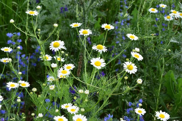 Vacker Kamomill Tusensköna Blommor Suddig Grön Bakgrund Med Blå Himmel — Stockfoto